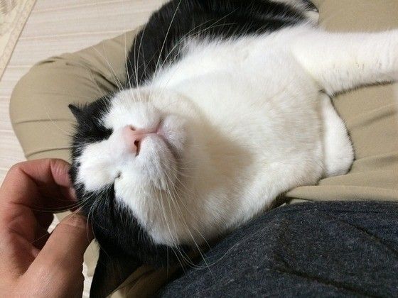 なでなで猫