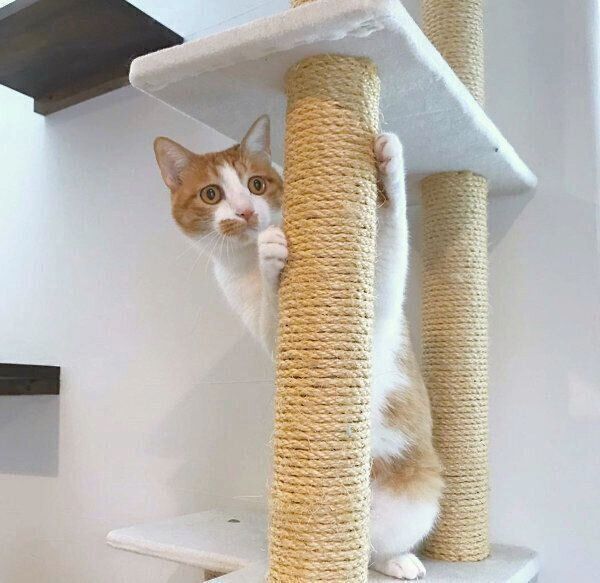 キャットタワーで遊ぶいちごちゃん