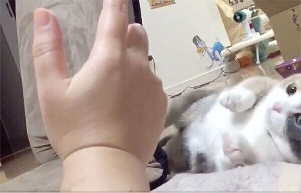 死んだフリをするリラちゃん