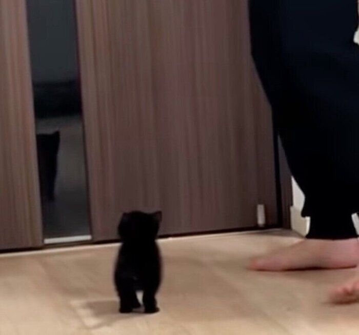 お出迎えするクロちゃん