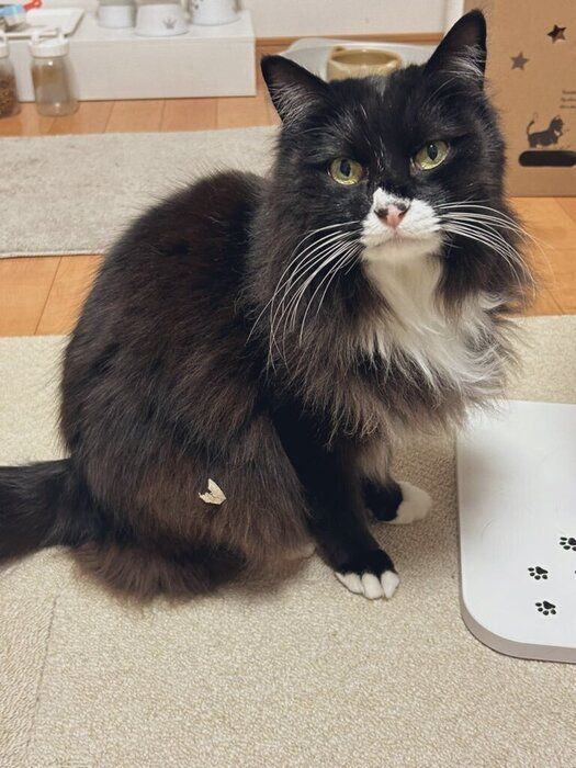7才の猫