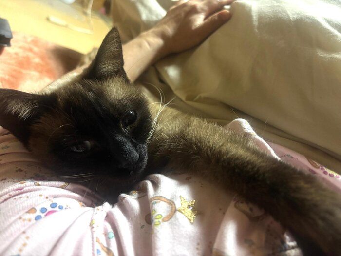 飼い主さんの腕枕でまったりするおこげちゃん