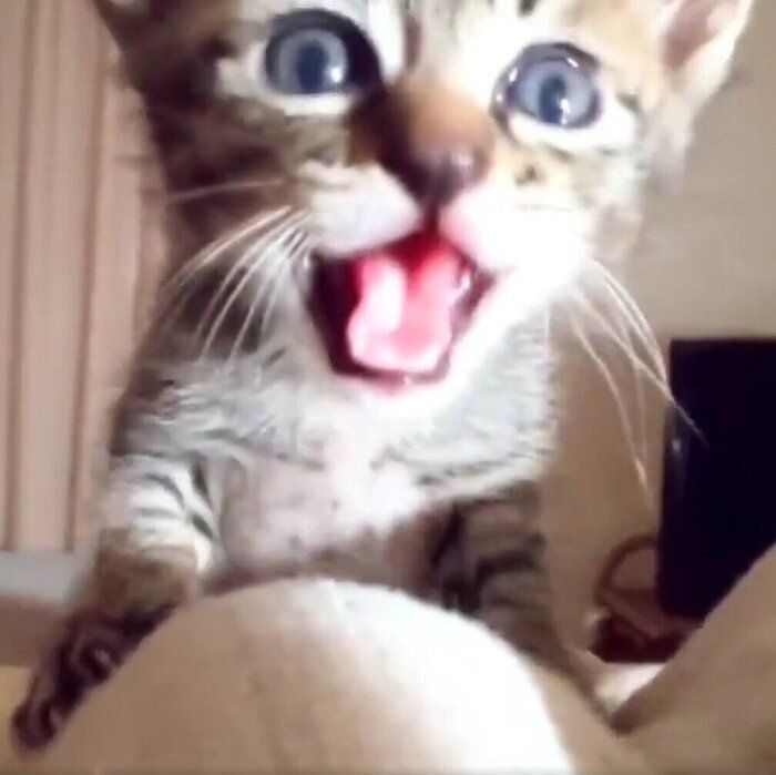 生後1カ月のころに撮影した、布団を登るランちゃん