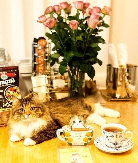 紅茶と猫