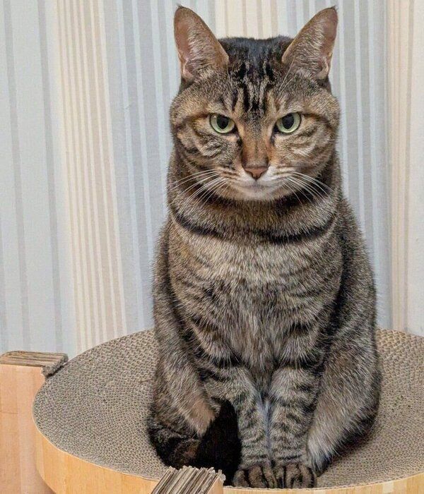 爪とぎ器の上に座るたまちゃん　とってもかわいい