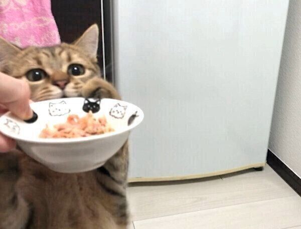 「猫缶」を食べて荒ぶるみにらくん