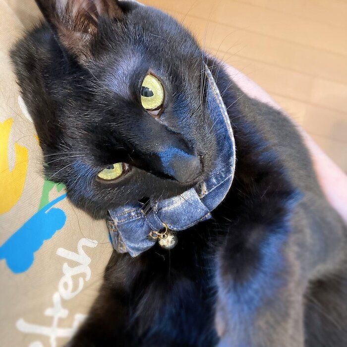 飼い主に甘える猫