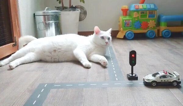 道を塞ぐブランちゃん