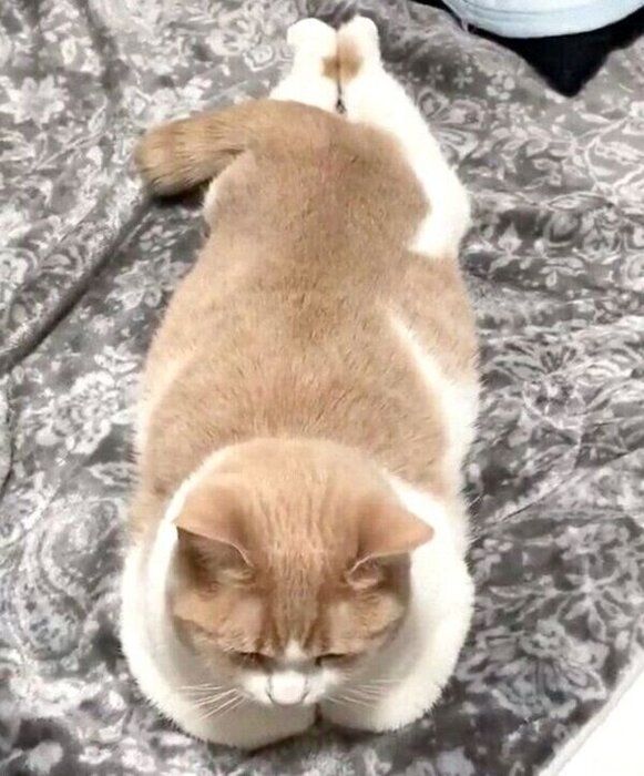 ユニークなポーズでくつろぐちょみーちゃん