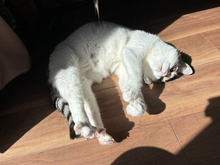 「かまって」とアピールをするさばちゃん