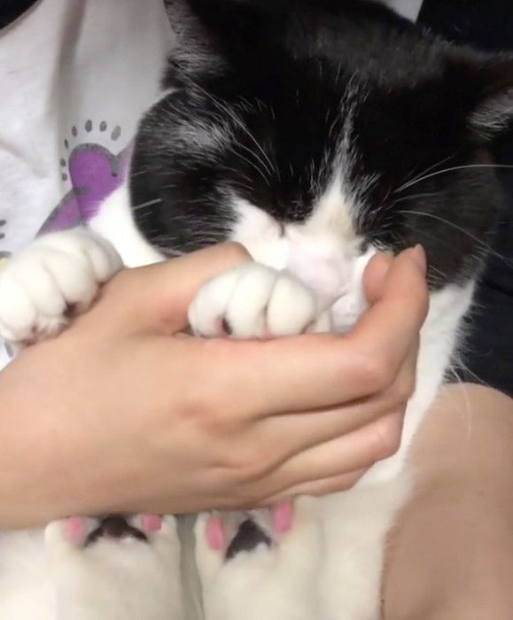 脱出を試みる猫
