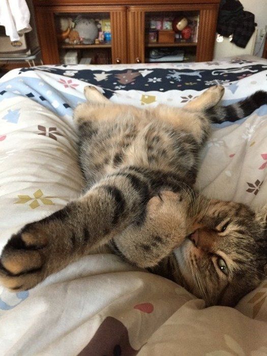 りきちゃんのパンチ