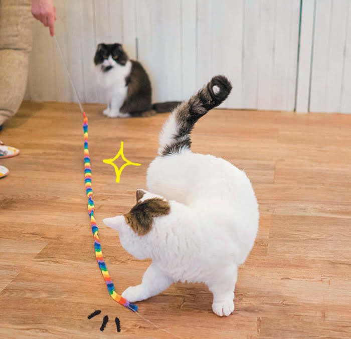 ニョロニョロで遊ぶ猫4