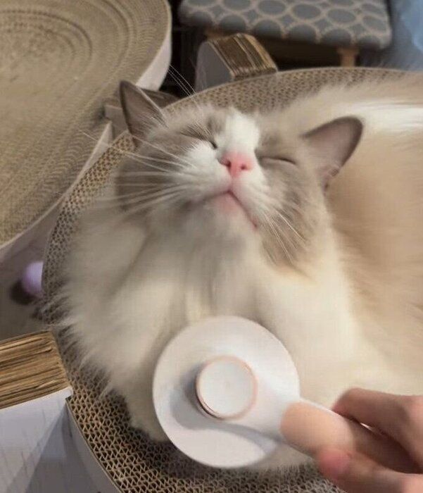 うっとりとした表情のラグドール