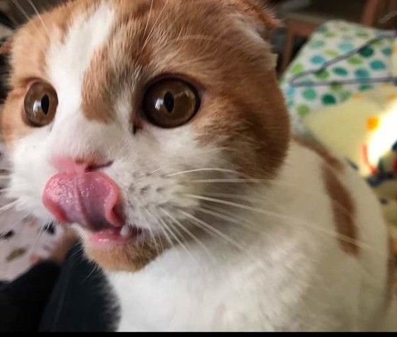 ゴハンを食べるスコティッシュフォールド