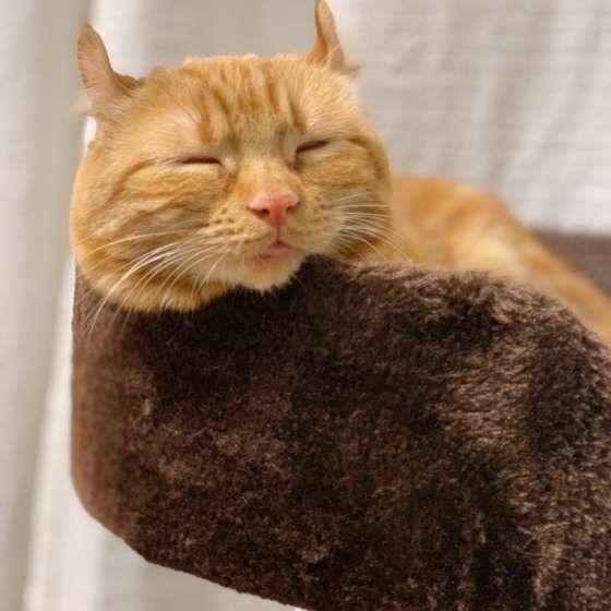 眠そうにするマンチカール