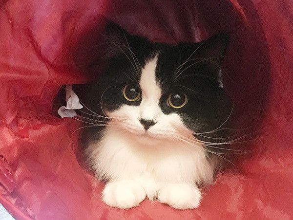 見つめる猫