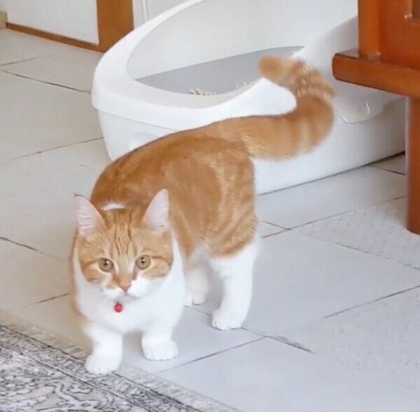 勇ましい姿を見せるむぎちゃん