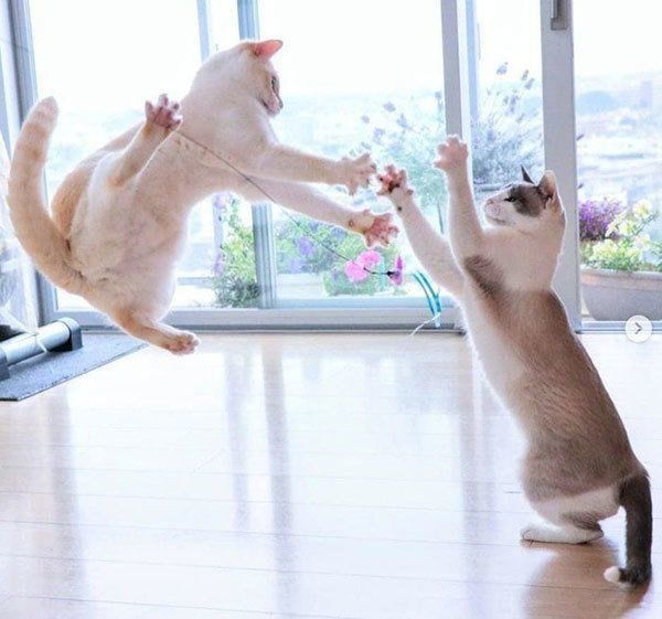 仲良く遊ぶチャコたんとすず香ちゃん