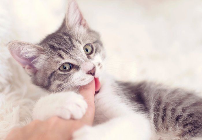 画像/iStock、Getty Images Plus