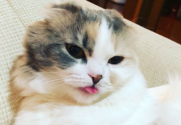 見つめる猫