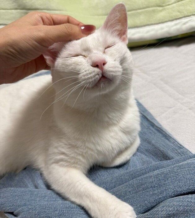 飼い主さんになでられてうっとりとするぐうちゃん