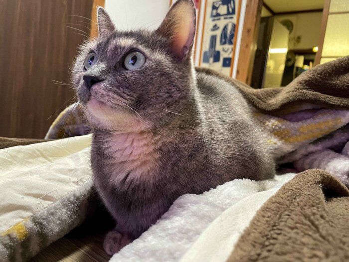 テレビに興味津々な様子の猫