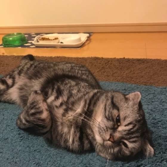 おなかいっぱいで寝転ぶ猫