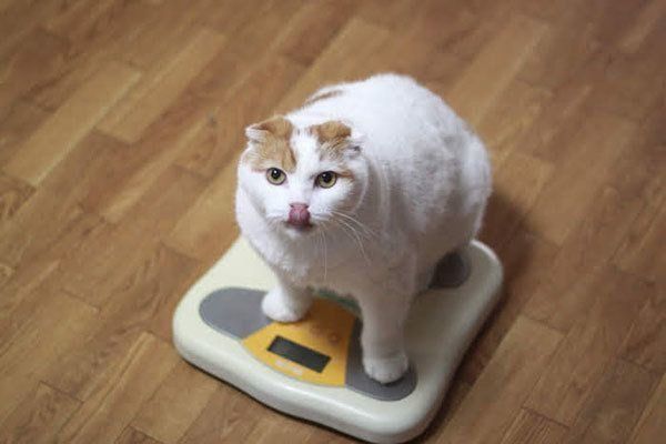 体重を量る猫