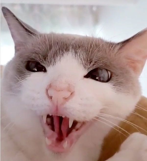 コブラみたいになる猫
