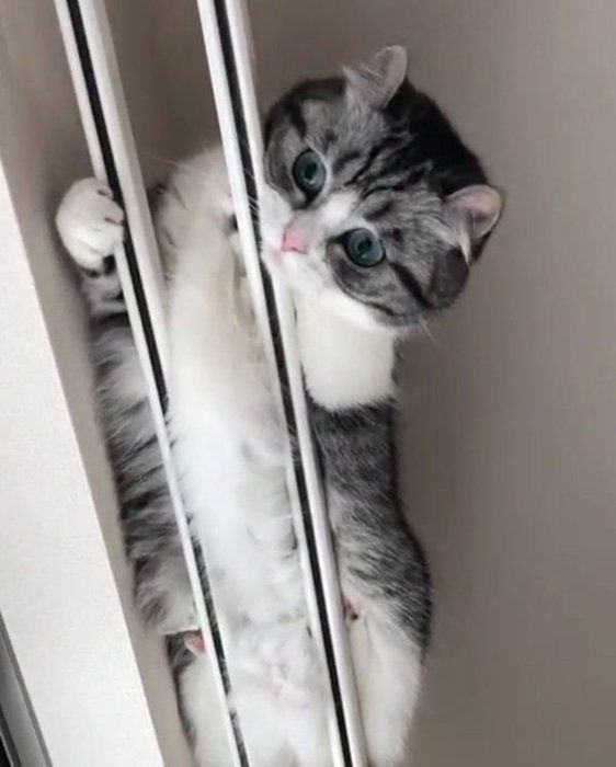 まさかの場所にいるマンチカン