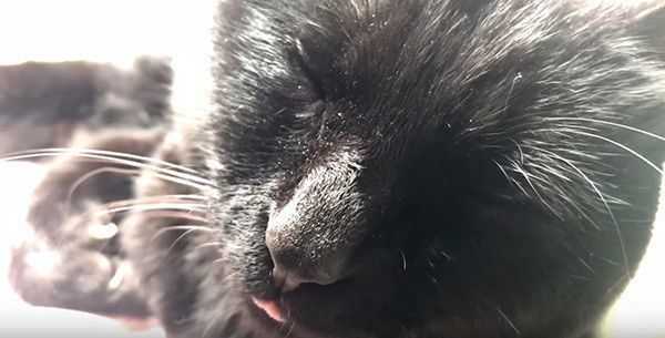 眠る黒猫