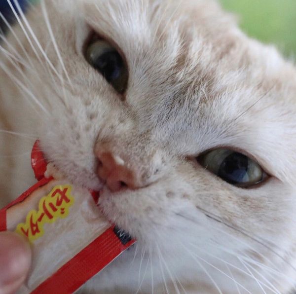 ちゅ〜るが大好きな猫