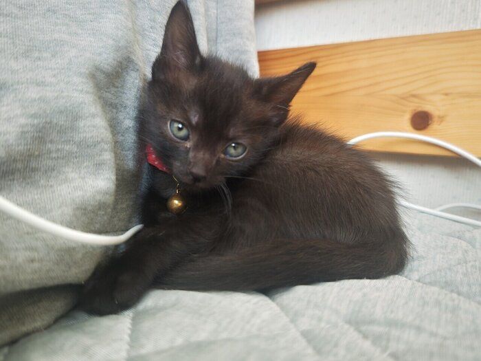 ベッドの上でくつろぐ子猫