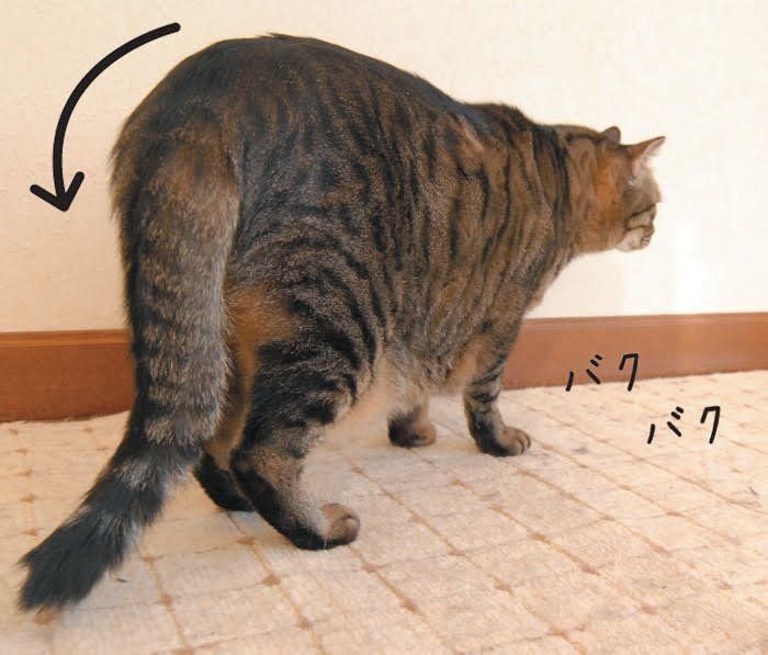しっぽで怒りのアピールをする猫