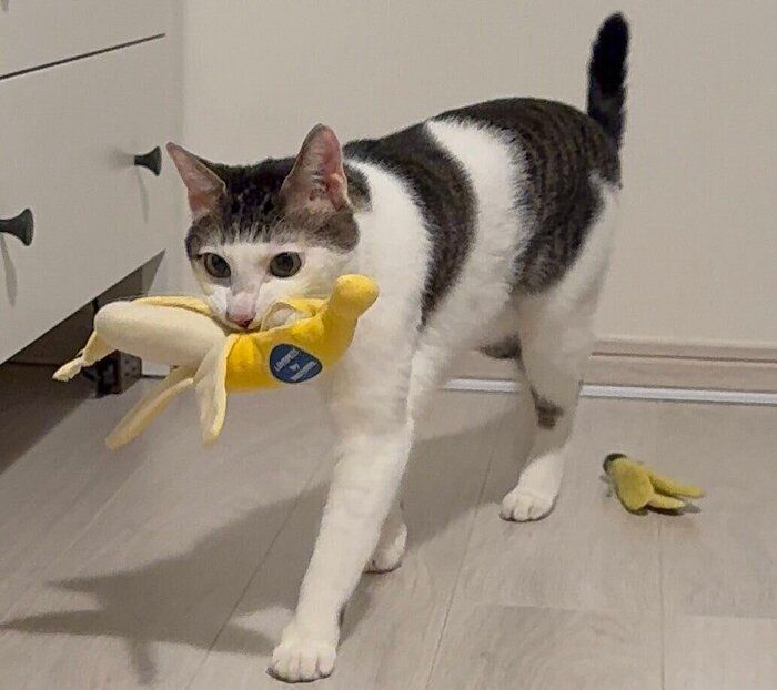 おもちゃのバナナを運ぶセロイくん