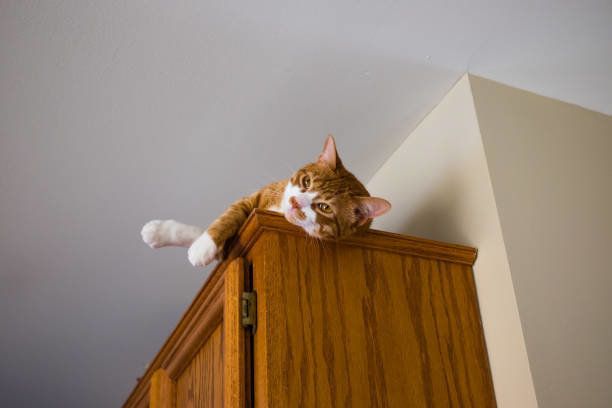 キャビネットの上に休んでいる猫