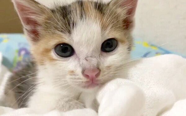 保護当時のものこちゃん