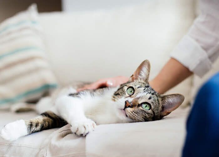 猫 なでられる