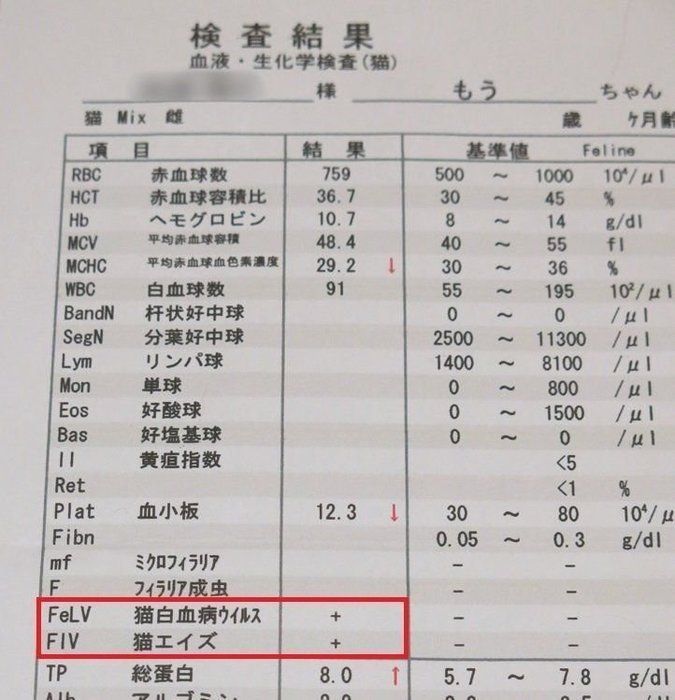 画像/ねこのきもち2019年10月号『猫の病気、そこが知りたい!』