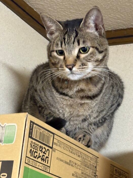 3才の猫