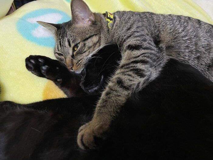 仲良くくっつく2匹の猫