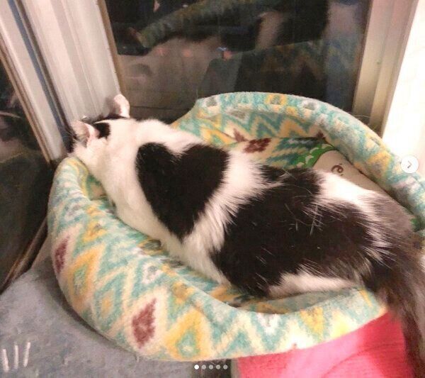 背中にハート模様があるウッシーちゃん