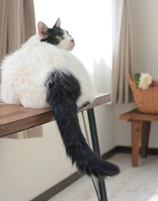 しっぽでわかる猫の気持ち