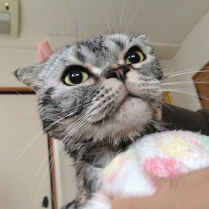 @tacos_cat