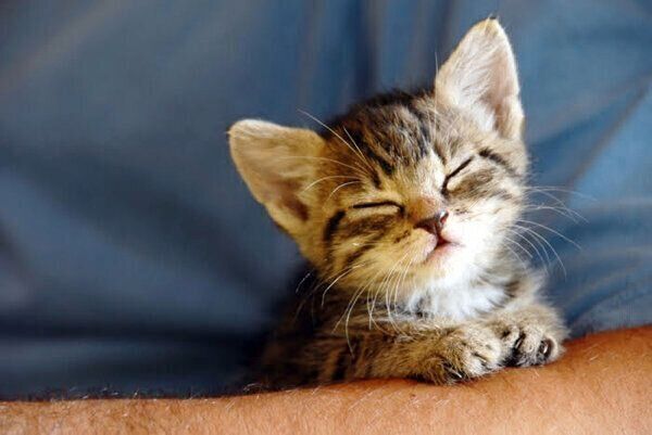 眠る猫