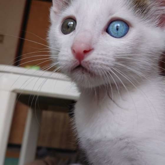 見つめる猫
