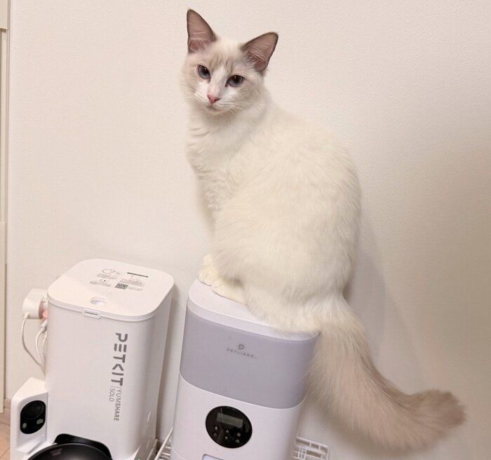 現在のルルちゃん