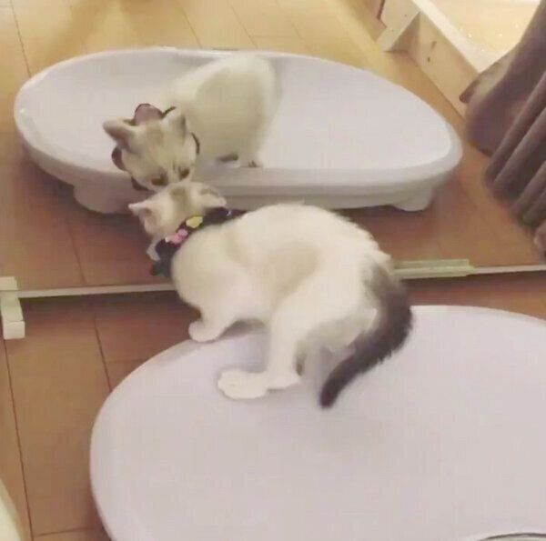 鏡が気になるはにまるくん
