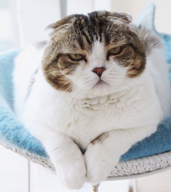 ナレーションに反応する猫